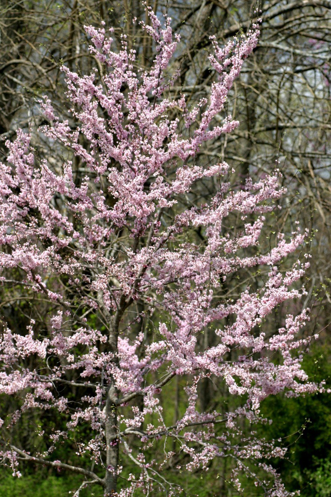 Cercis canadensis 'Pauline Lily'